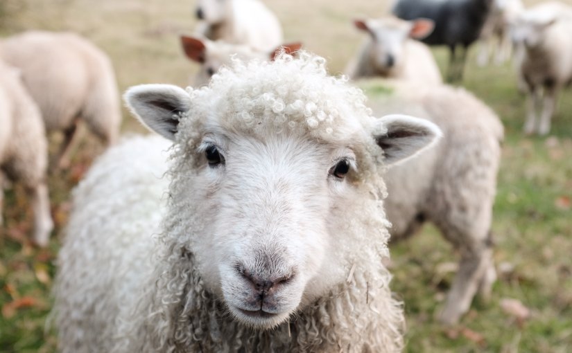 Why investors are like sheep (and how to herd&nbsp;them)